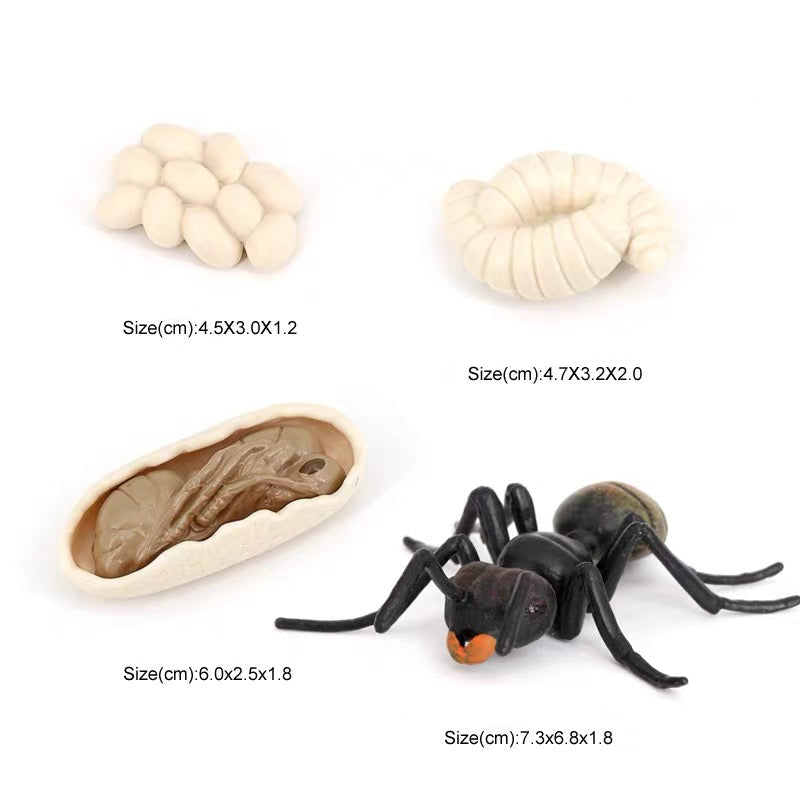 Life Cycle of an Ant - Set of Figurines