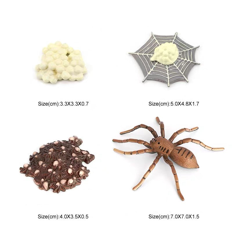 Life Cycle of a Spider - Set of Figurines