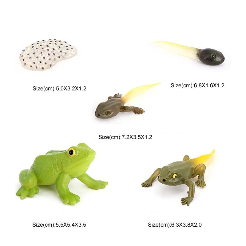 Life Cycle of a Frog - Set of Figurines