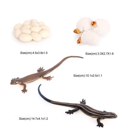 Life Cycle of a Lizard - Set of Figurines