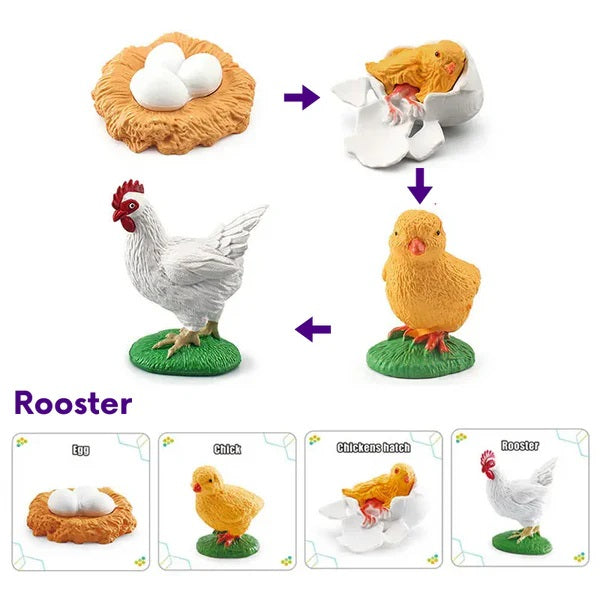 Life Cycle of a Rooster - Set of Figurines