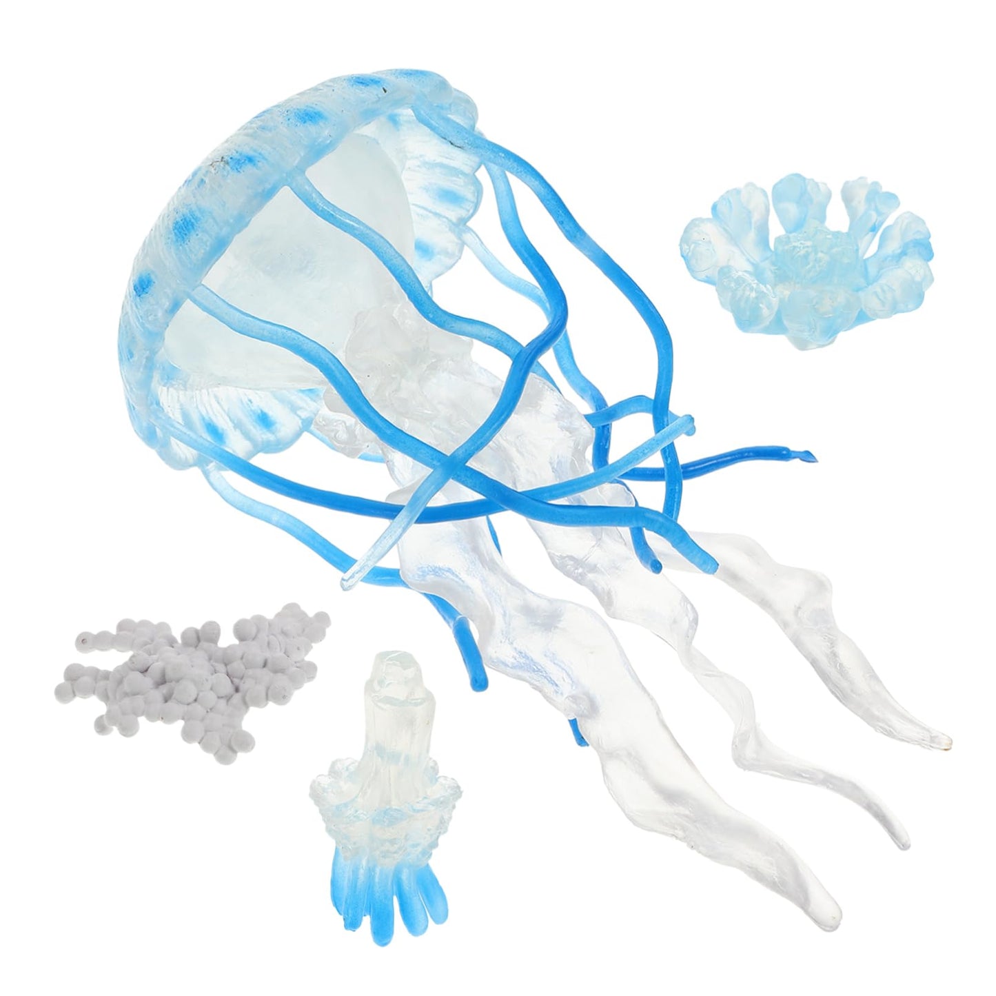 Life Cycle of a Jellyfish - Set of Figurines