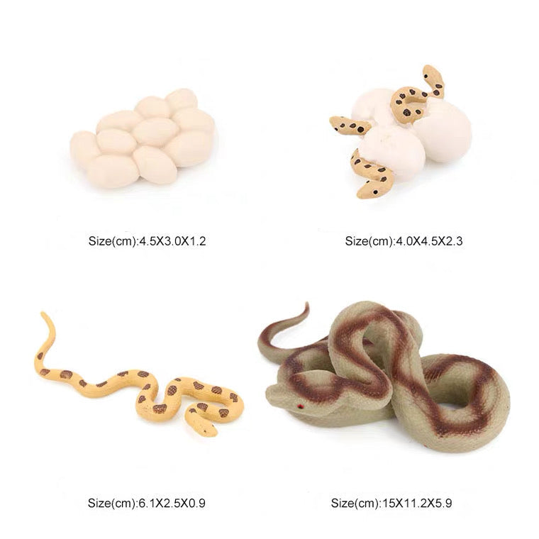 Life Cycle of a Snake - Set of Figurines