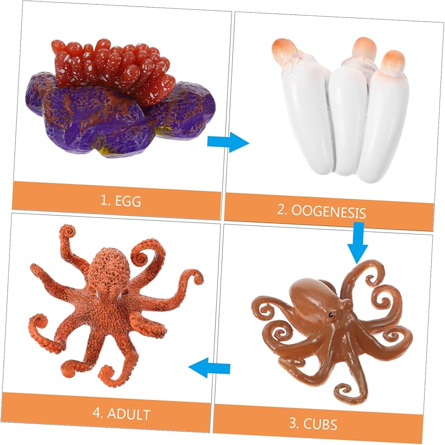 Life Cycle of an Octopus - Set of Figurines