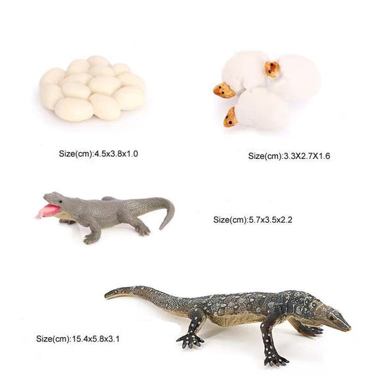 Life Cycle of a Goanna - Set of Figurines