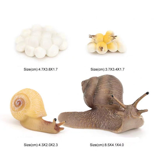 Life Cycle of a Snail - Set of Figurines
