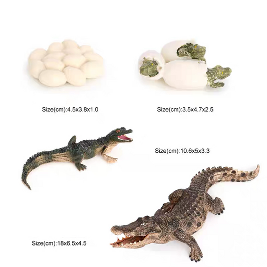 Life Cycle of a Crocodile - Set of Figurines