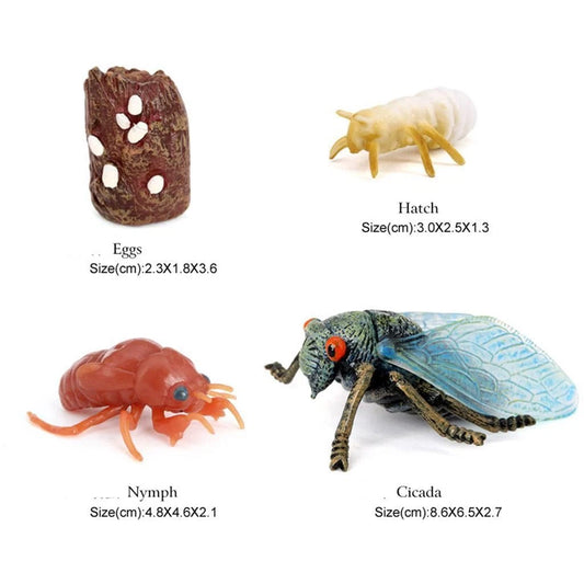 Life Cycle of a Cicada - Set of Figurines