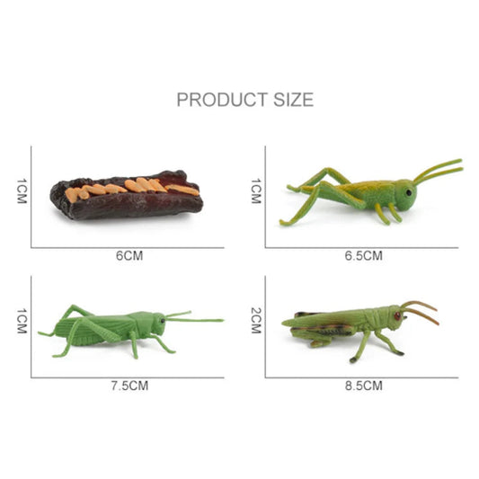 Life Cycle of a Grasshopper - Set of Figurines
