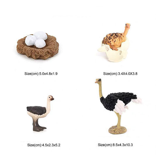 Life Cycle of a Ostrich - Set of Figurines