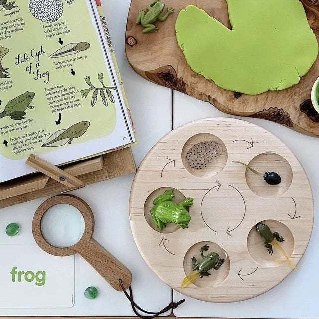 Life Cycle of a Frog - Set of Figurines