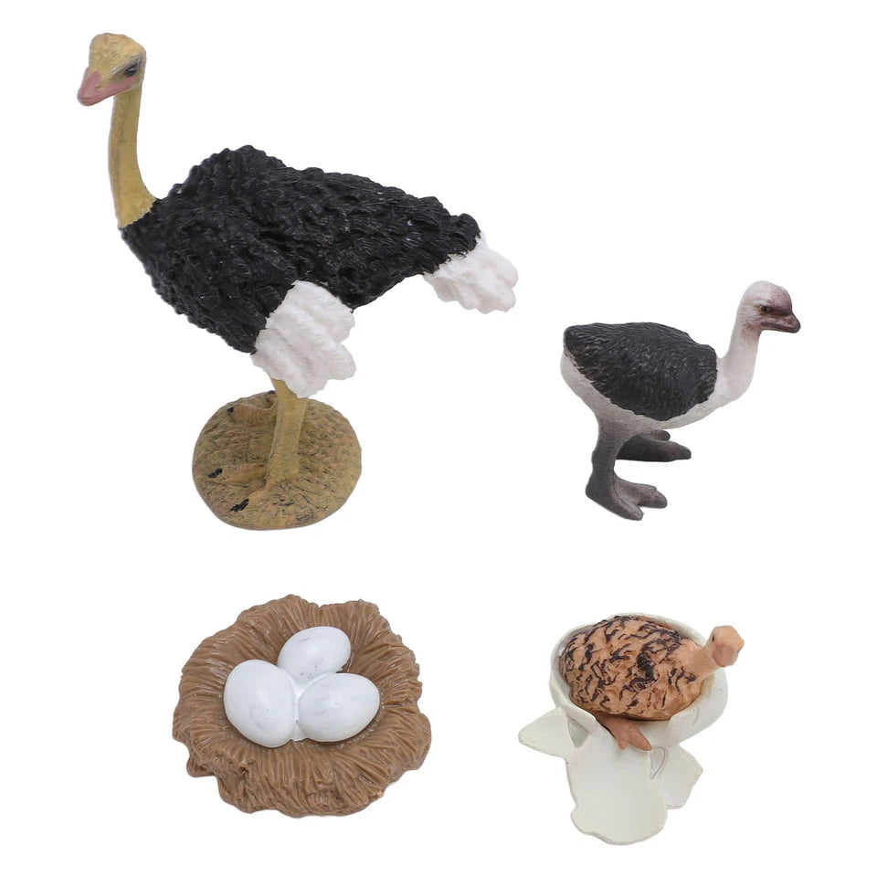 Life Cycle of a Ostrich - Set of Figurines