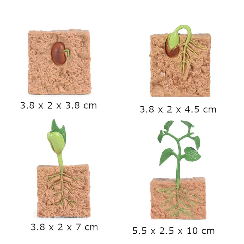 Life Cycle of a Plant - Set of Figurines