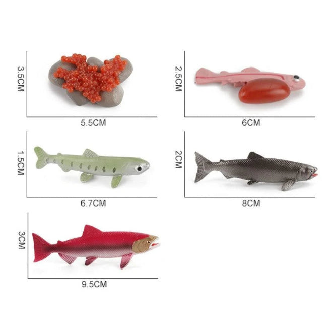 Life Cycle of a Salmon - Set of Figurines