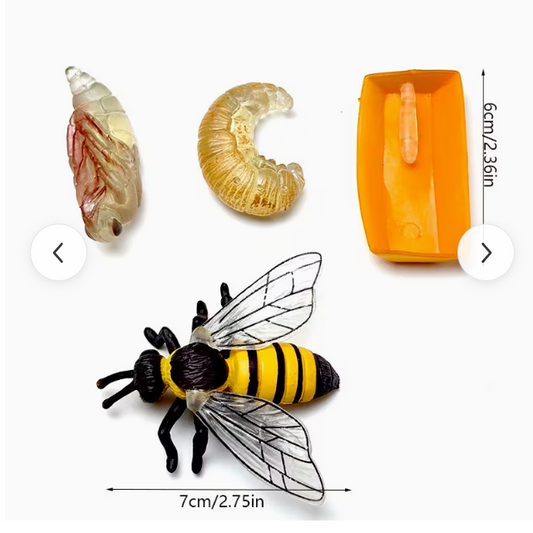 Life Cycle of a Honey Bee - Set of Figurines