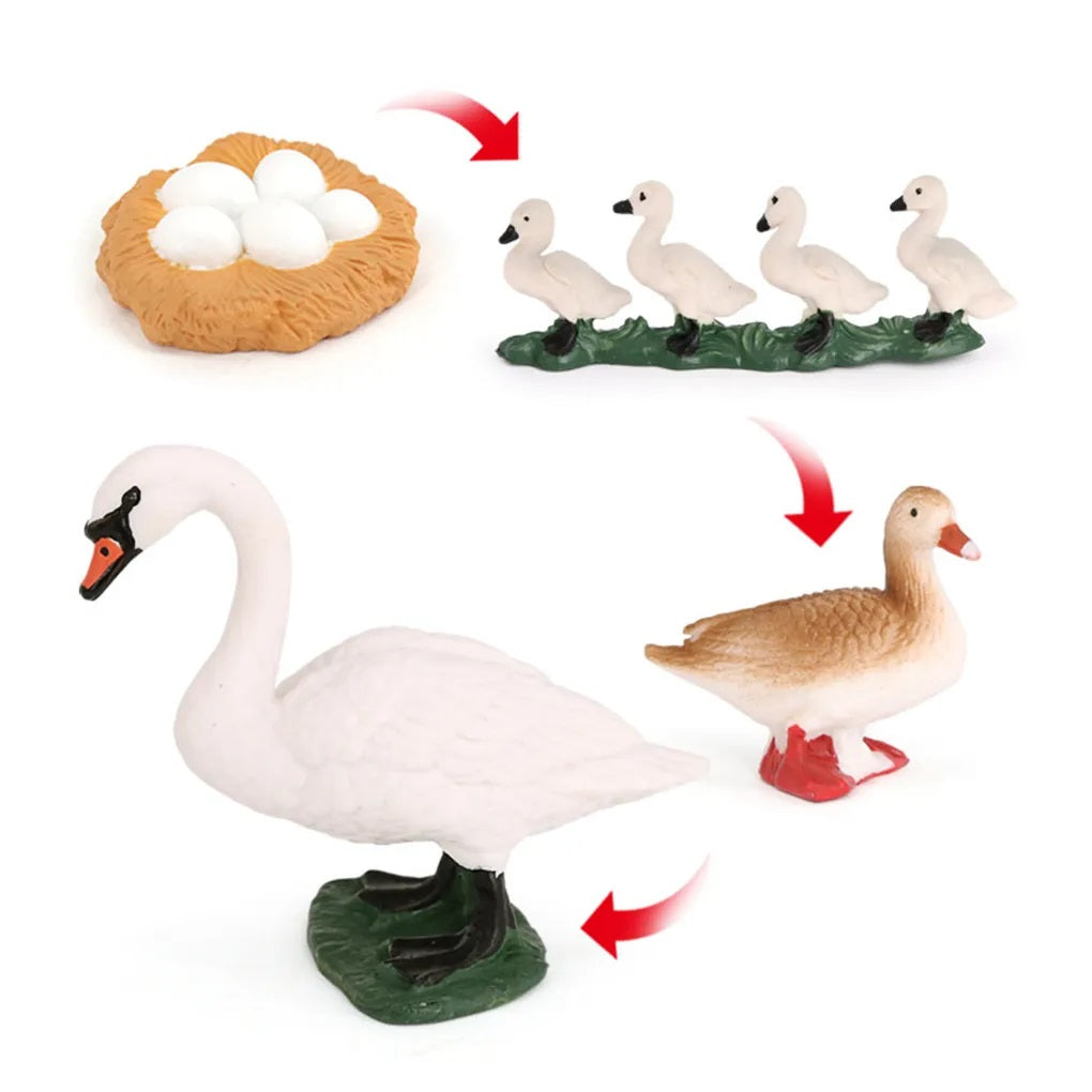 Life Cycle of a Swan - Set of Figurines