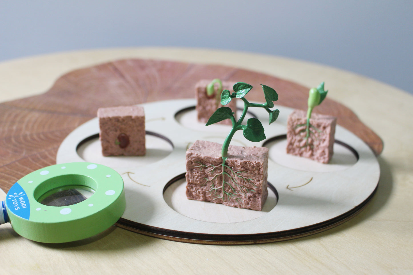 Life Cycle of a Tree - Set of Figurines