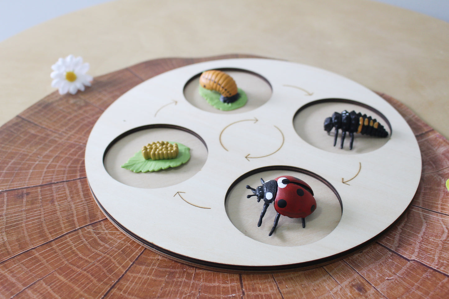 Life Cycle of a Ladybug - Set of Figurines