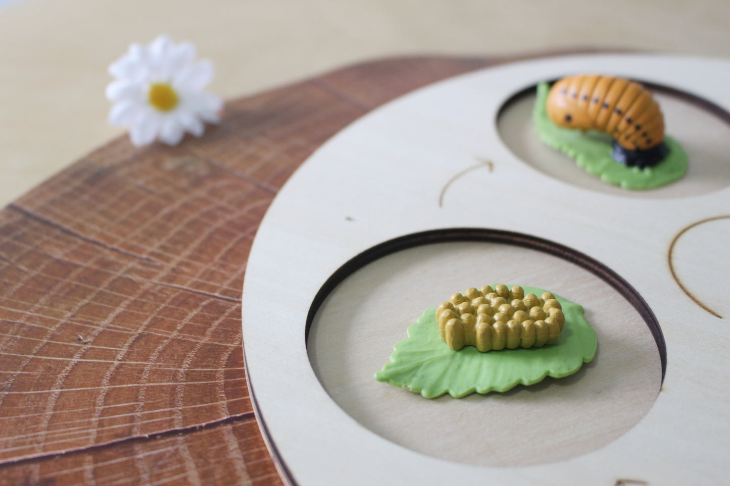 Life Cycle of a Ladybug - Set of Figurines