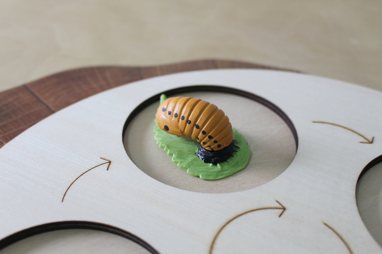 Life Cycle of a Ladybug - Set of Figurines