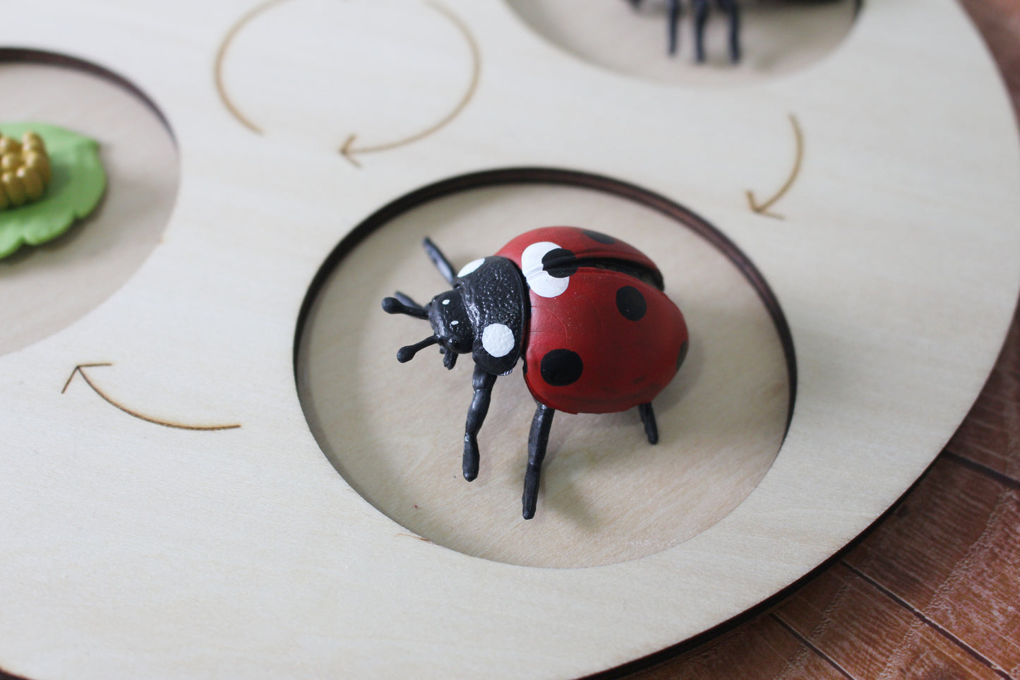 Life Cycle of a Ladybug - Set of Figurines