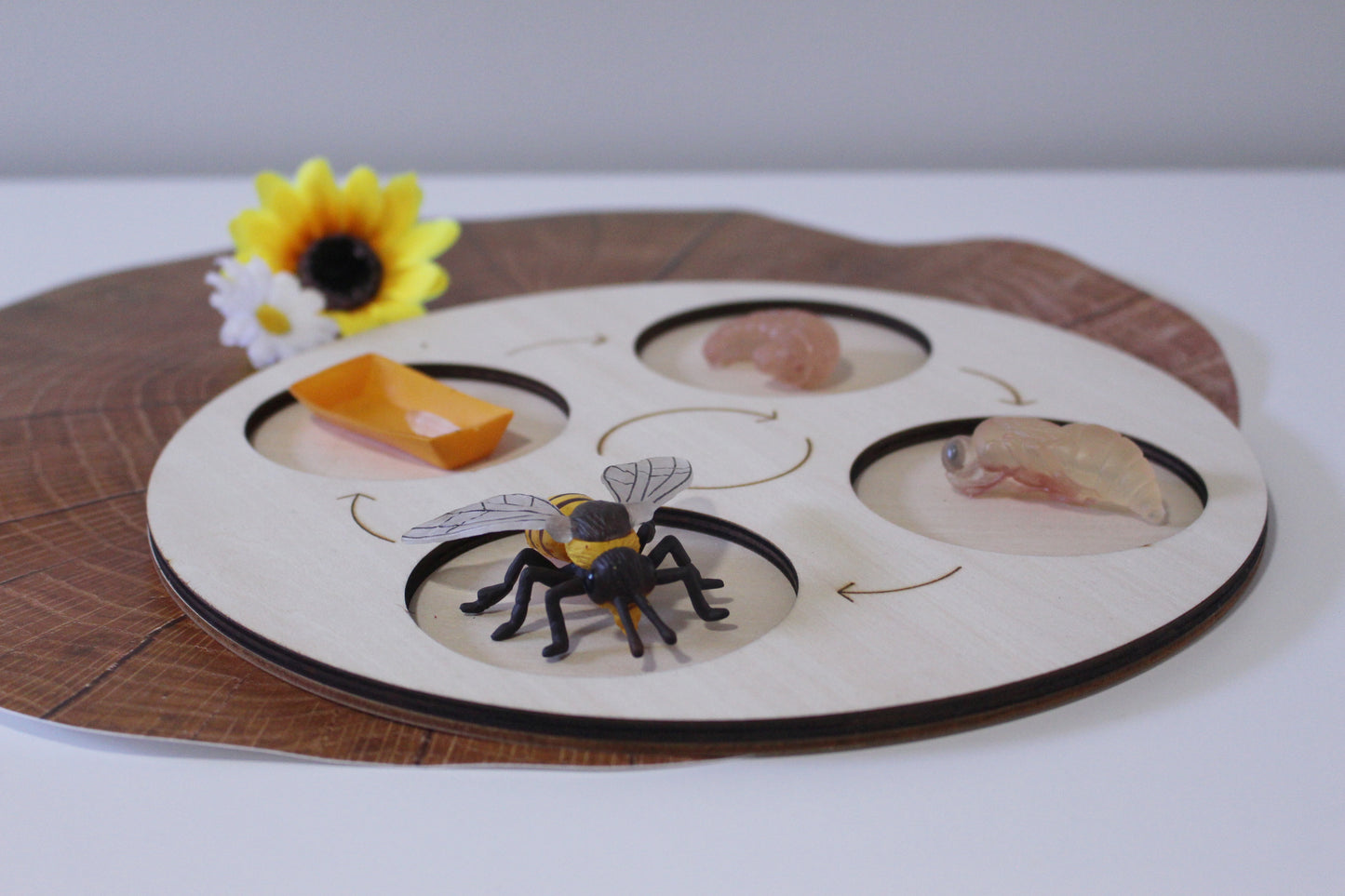 Life Cycle of a Honey Bee - Set of Figurines