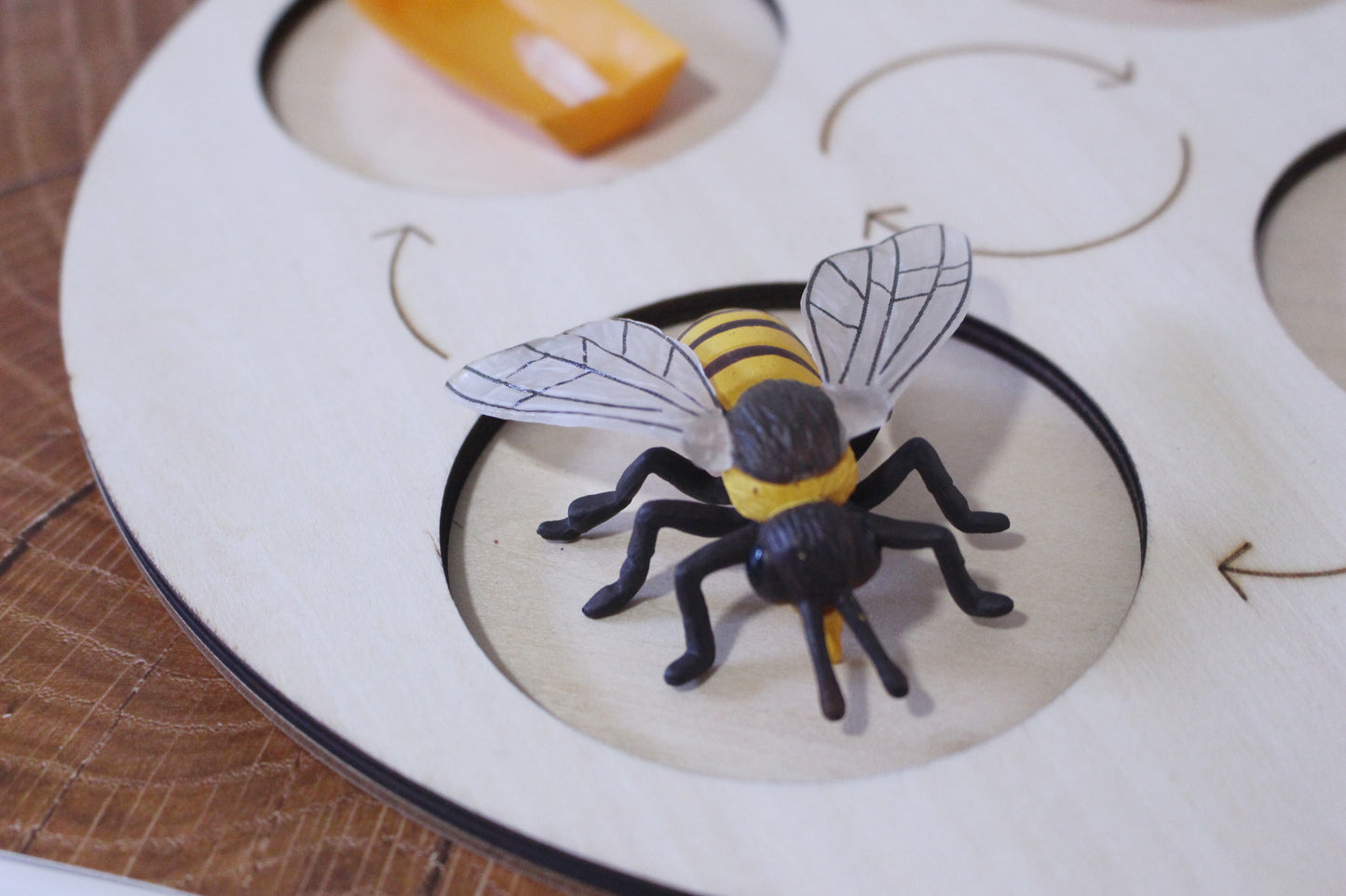 Life Cycle of a Honey Bee - Set of Figurines