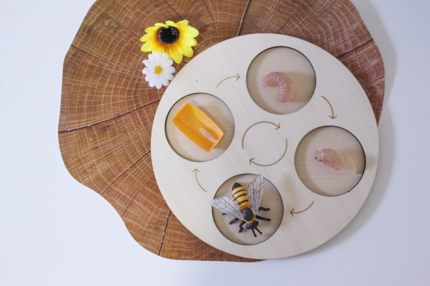 Life Cycle of a Honey Bee - Set of Figurines