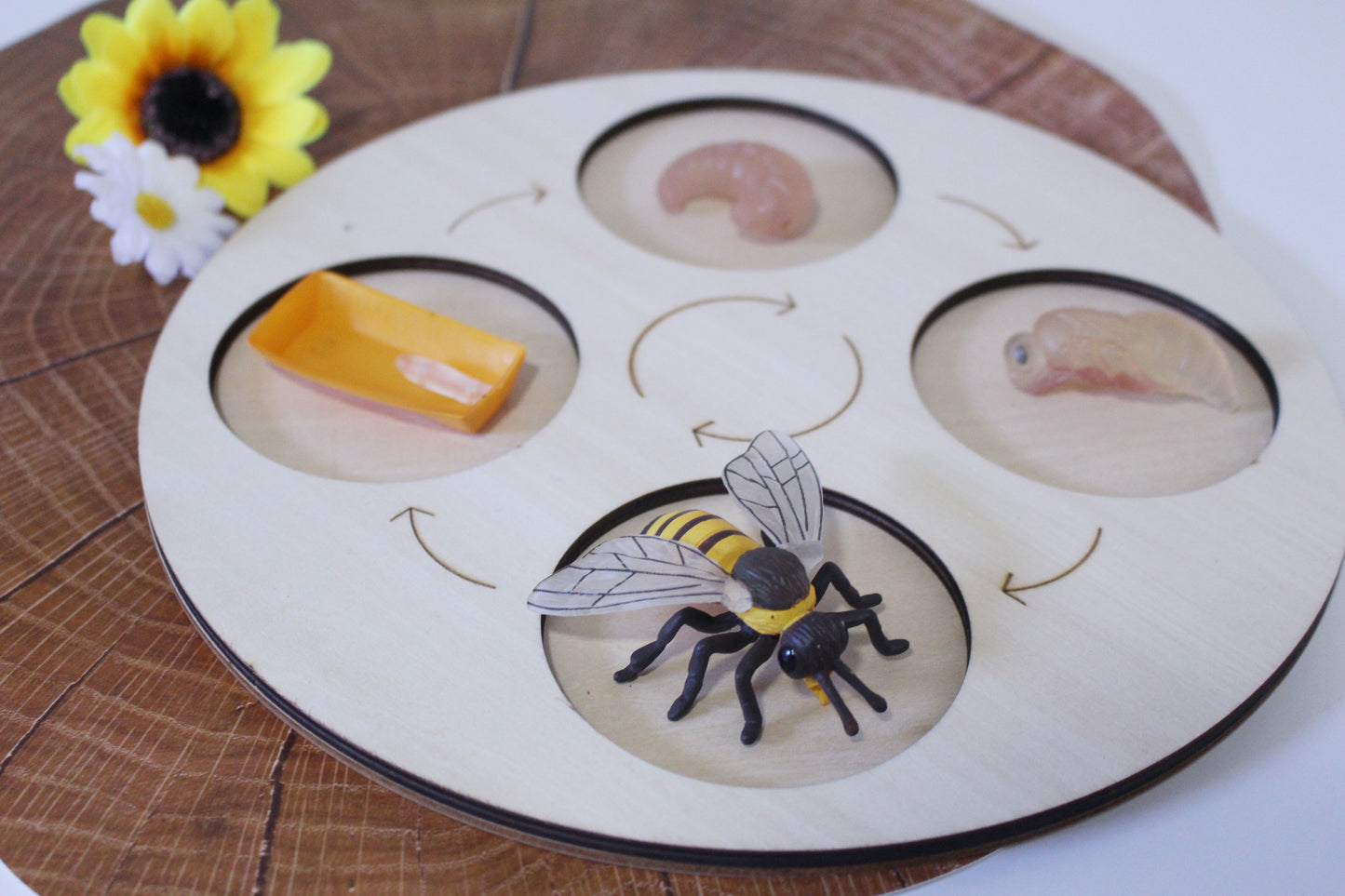 Life Cycle of a Honey Bee - Set of Figurines