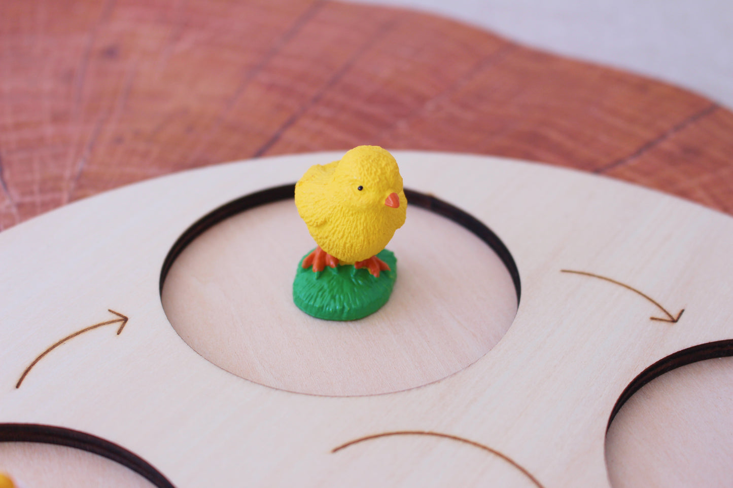 Life Cycle of a Hen - Set of Figurines