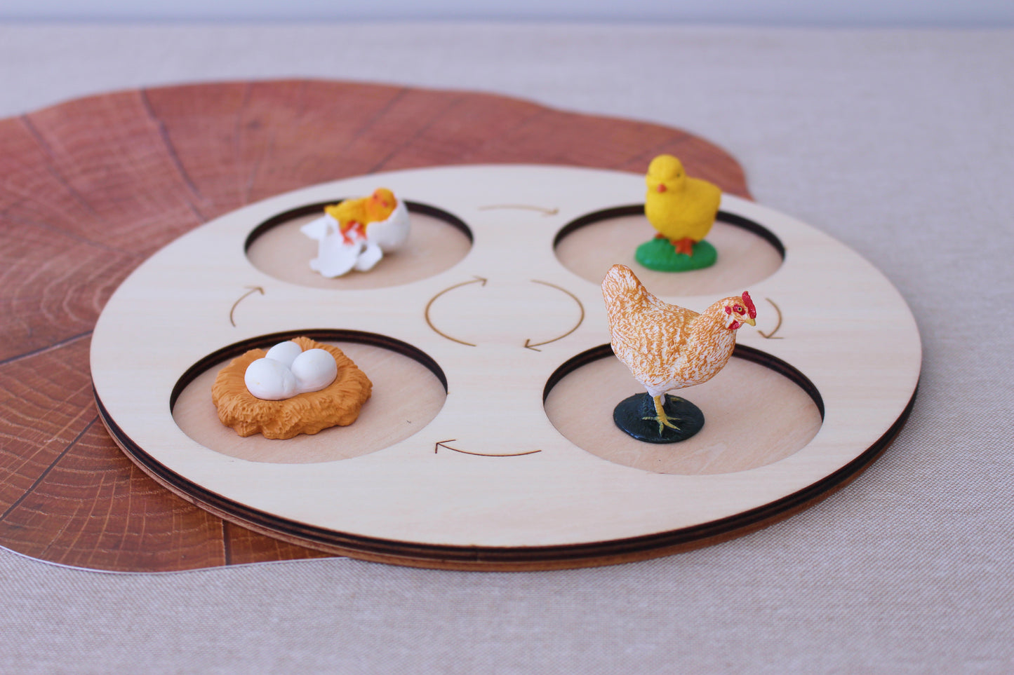 Life Cycle of a Hen - Set of Figurines