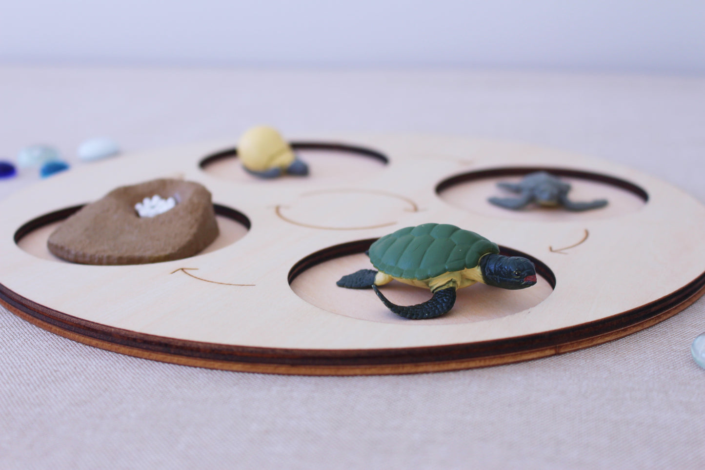 Life Cycle of a Turtle - Set of Figurines