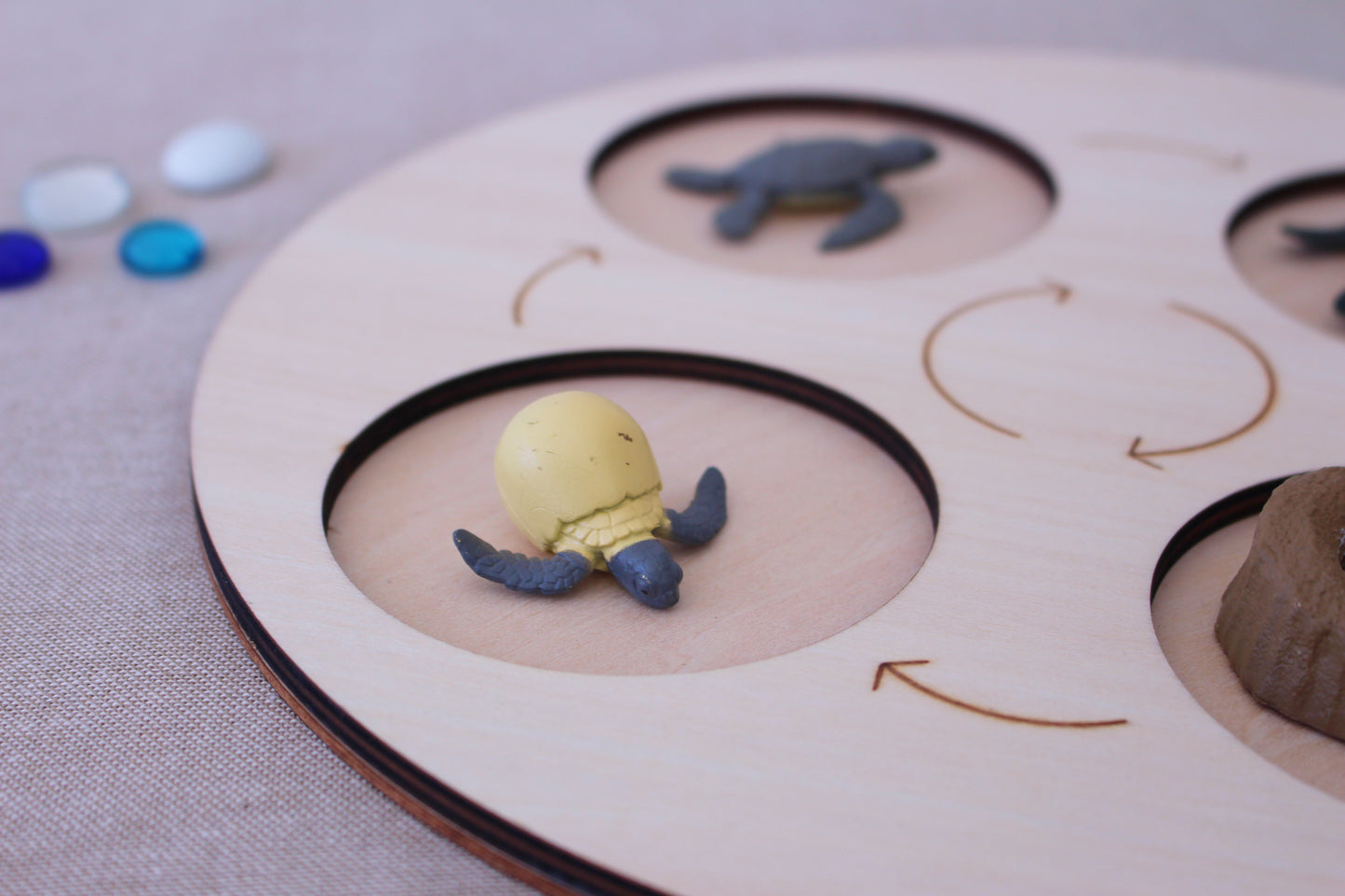 Life Cycle of a Turtle - Set of Figurines