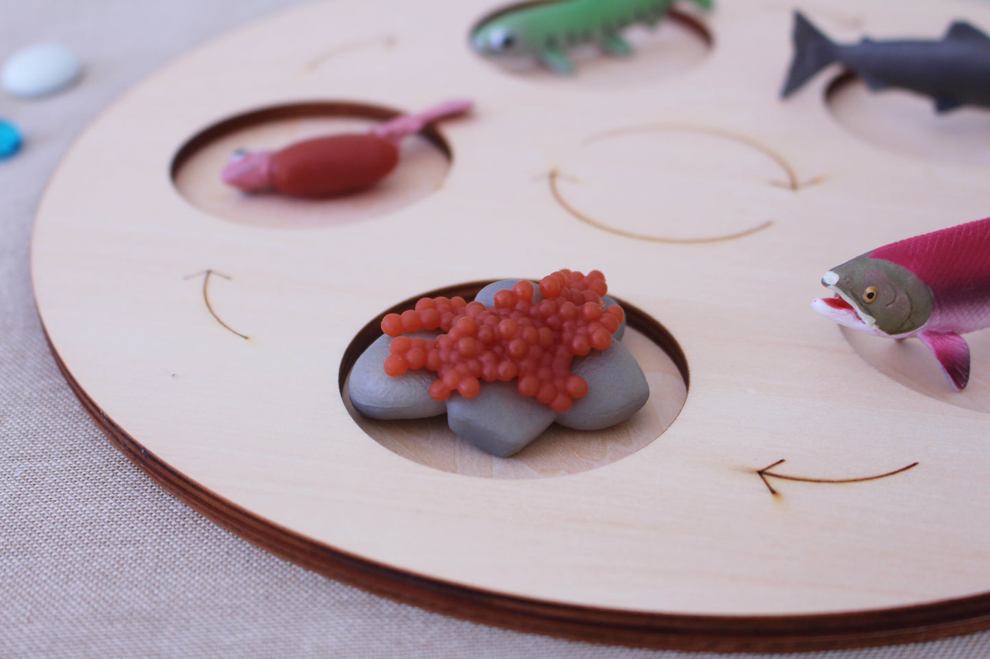 Life Cycle of a Salmon - Set of Figurines
