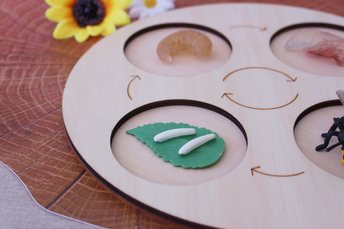 Life Cycle of a Bee - Set of Figurines