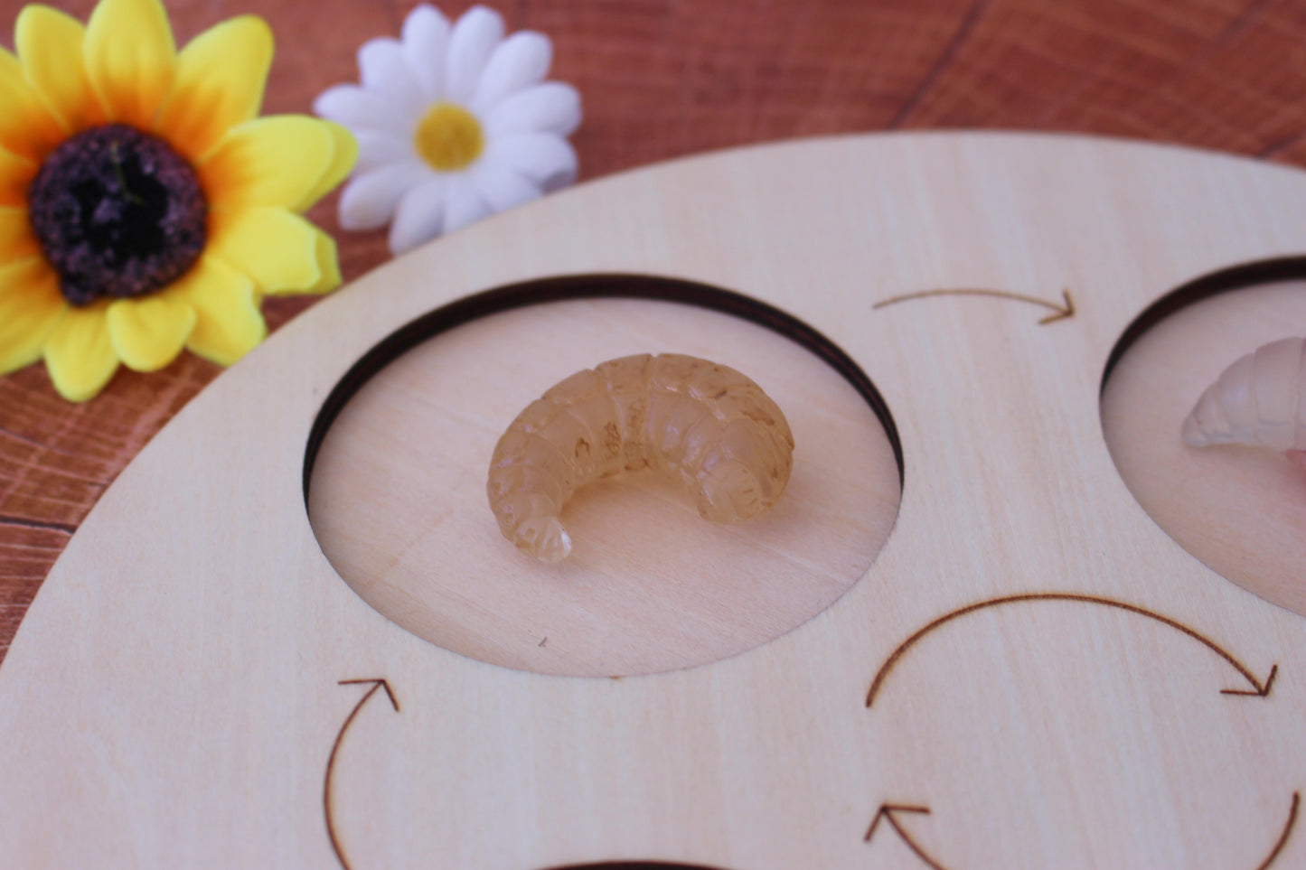 Life Cycle of a Bee - Set of Figurines