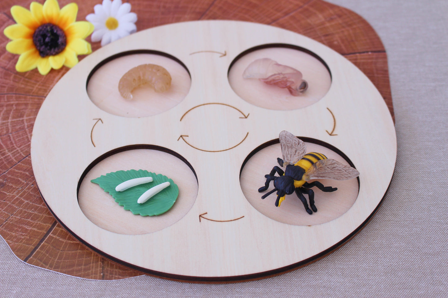 Life Cycle of a Bee - Set of Figurines