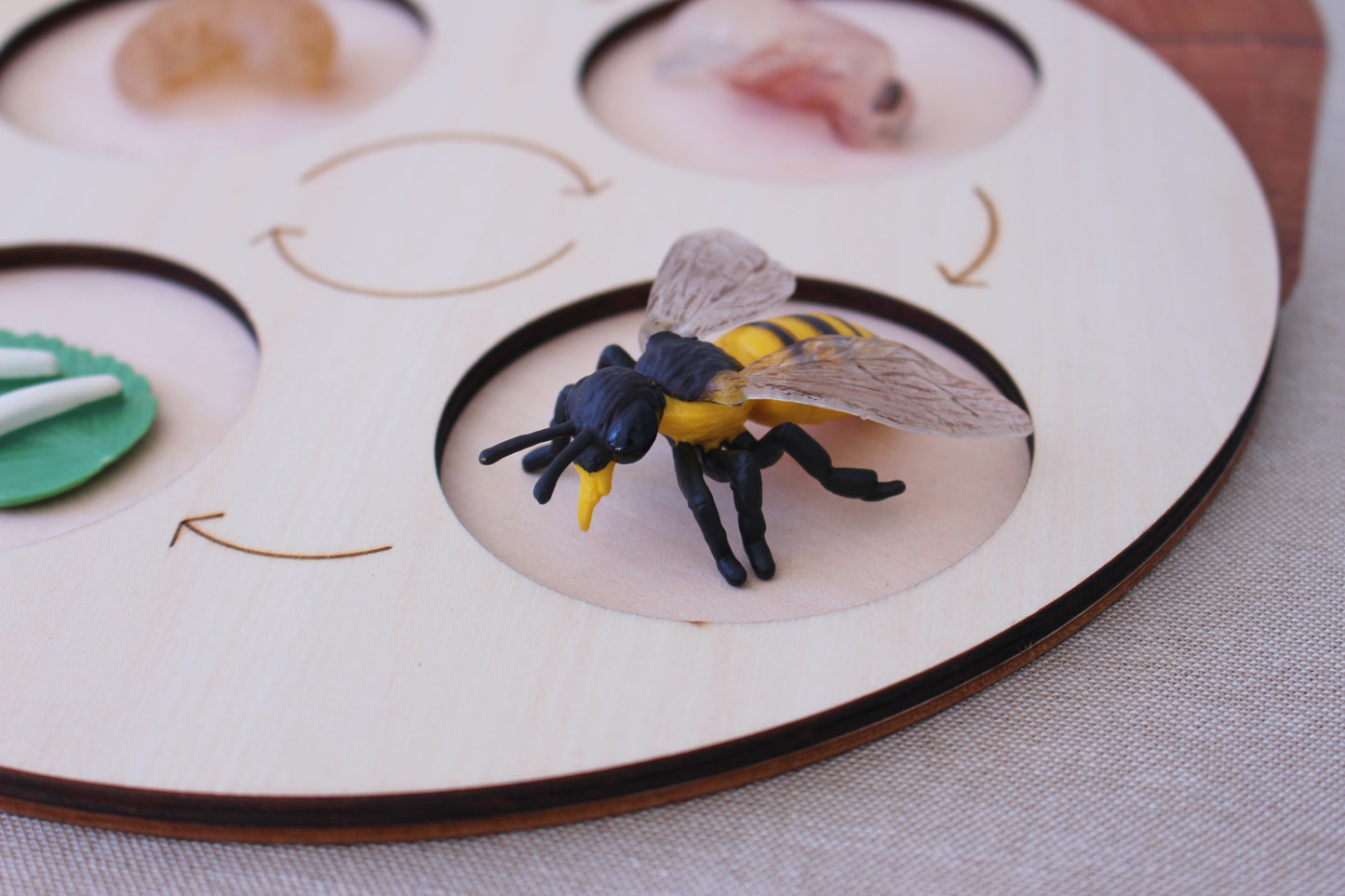 Life Cycle of a Bee - Set of Figurines