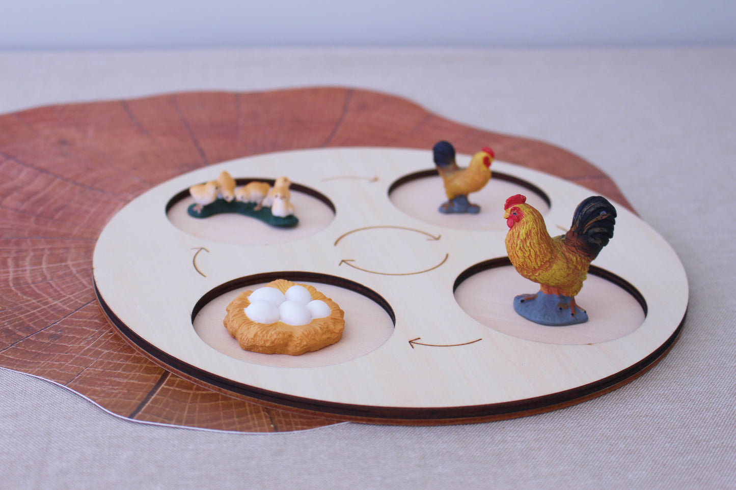 Life Cycle of a Rooster - Set of Figurines
