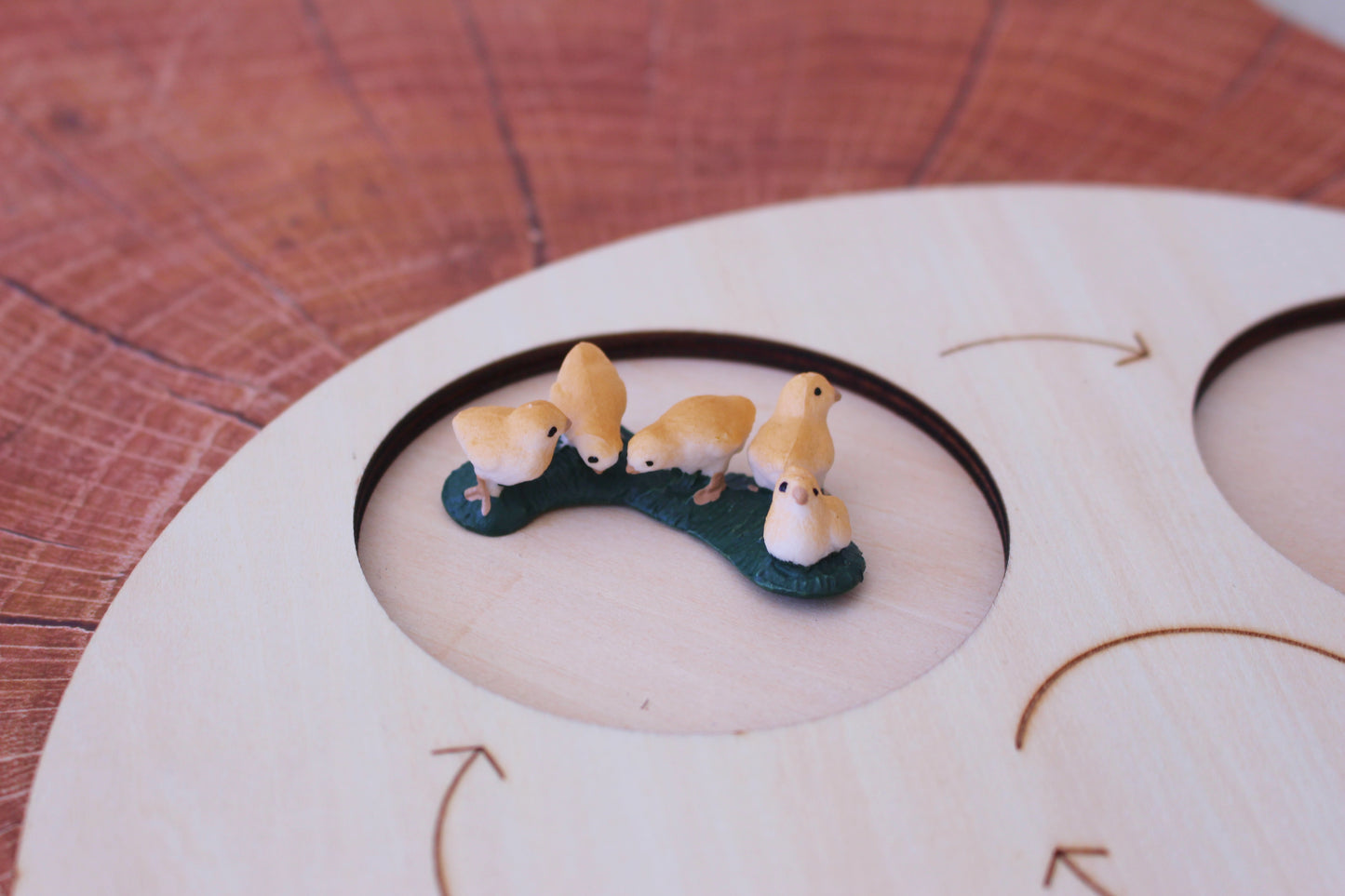 Life Cycle of a Rooster - Set of Figurines
