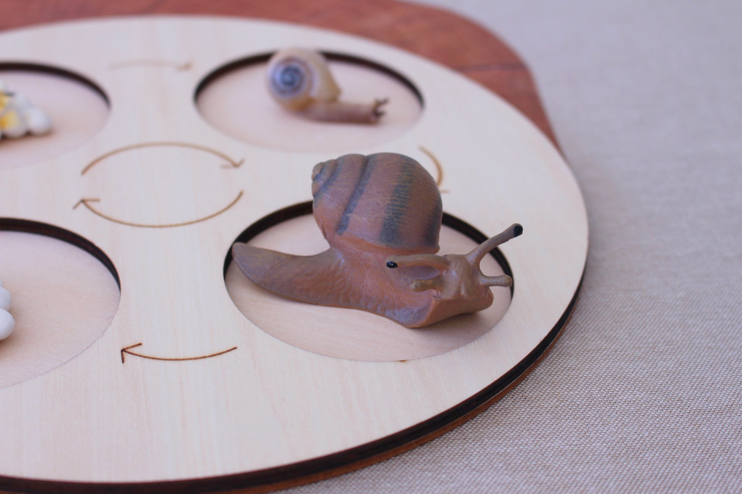 Life Cycle of a Snail - Set of Figurines