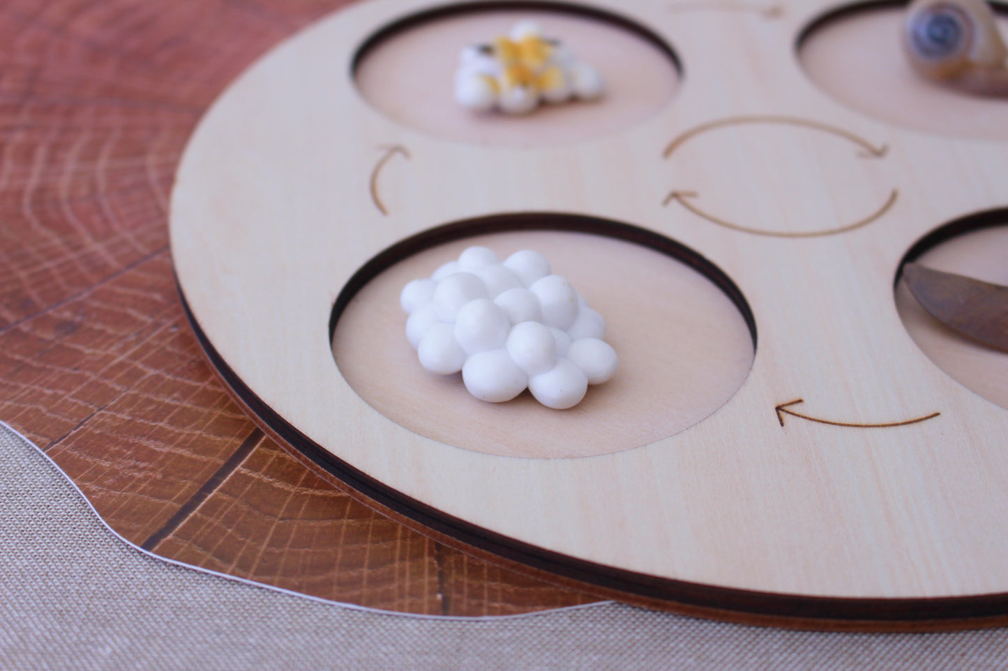 Life Cycle of a Snail - Set of Figurines