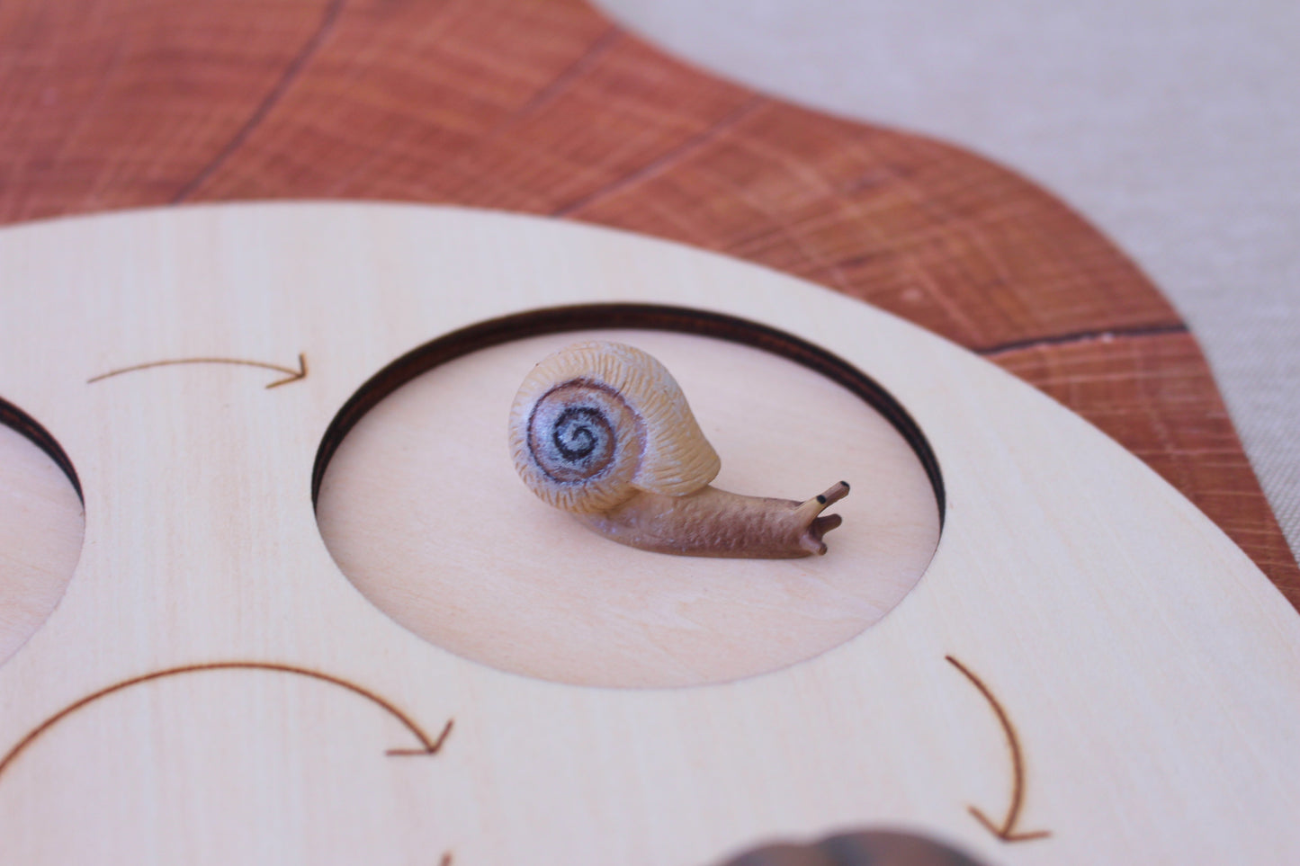 Life Cycle of a Snail - Set of Figurines