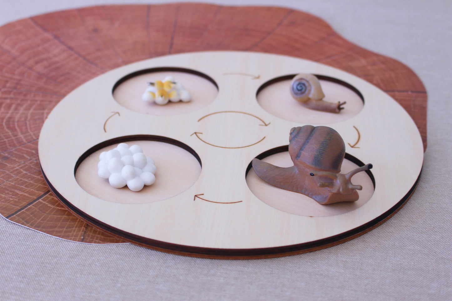Life Cycle of a Snail - Set of Figurines