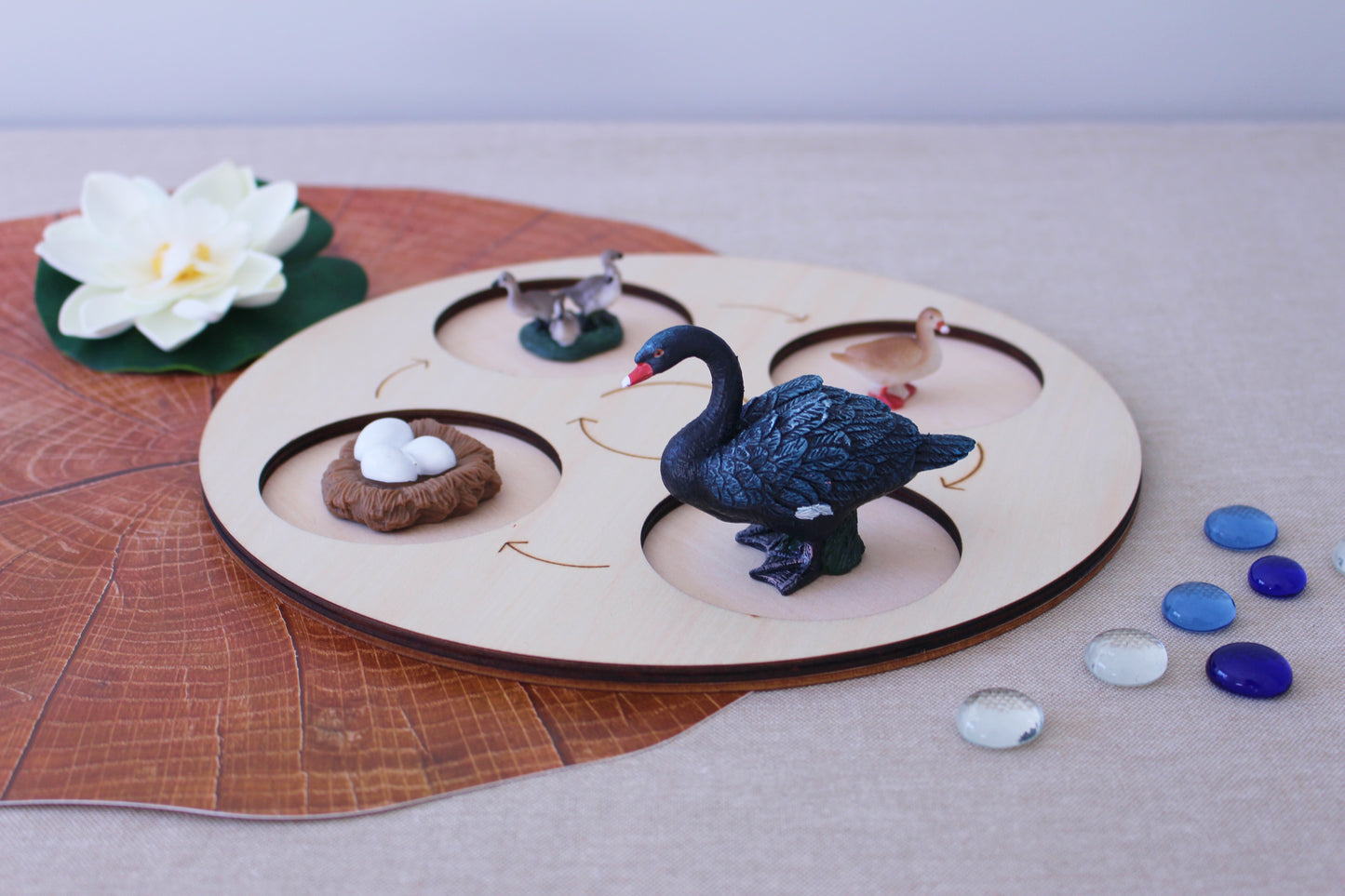 Life Cycle of a Black Swan - Set of Figurines