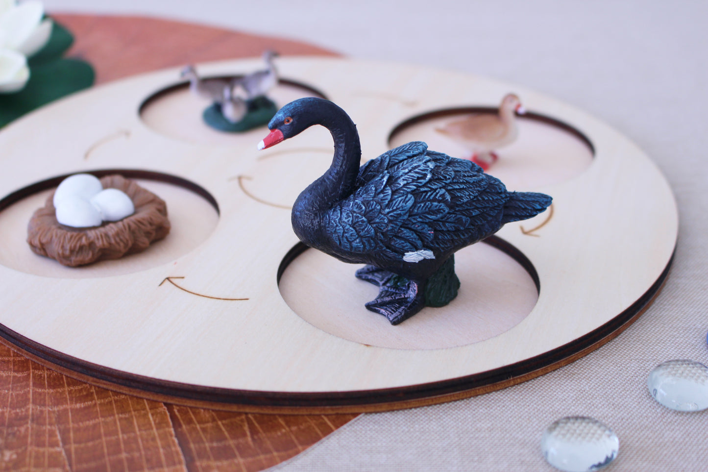 Life Cycle of a Black Swan - Set of Figurines
