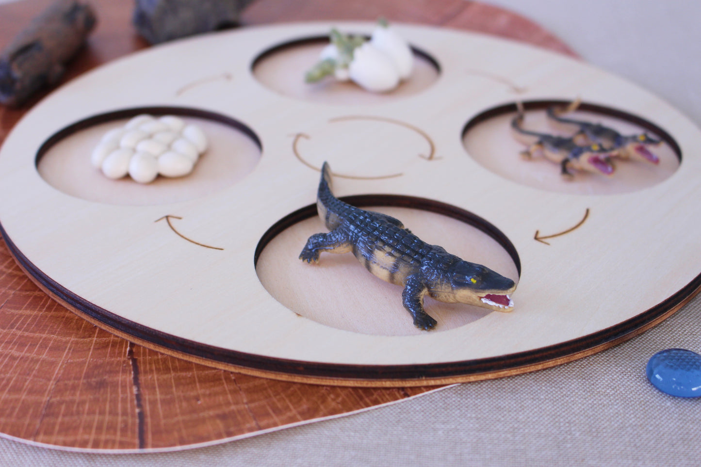 Life Cycle of a Crocodile - Set of Figurines