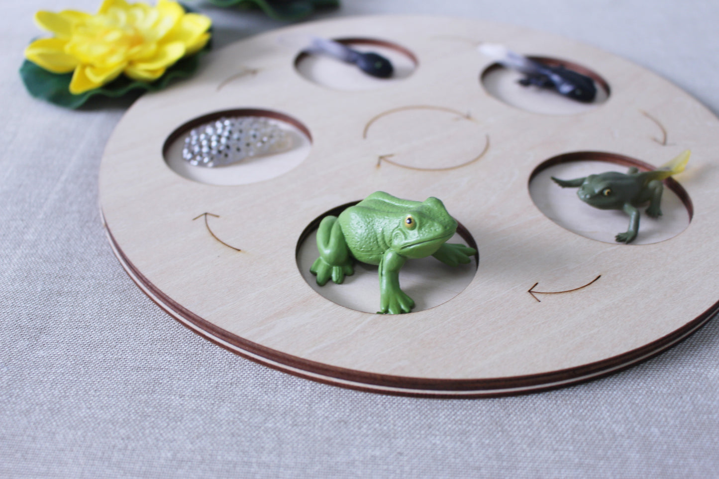 Life Cycle of a Frog - Set of Figurines