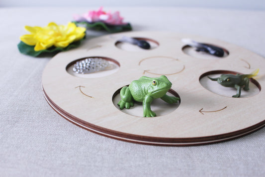 Life Cycle of a Frog - Set of Figurines