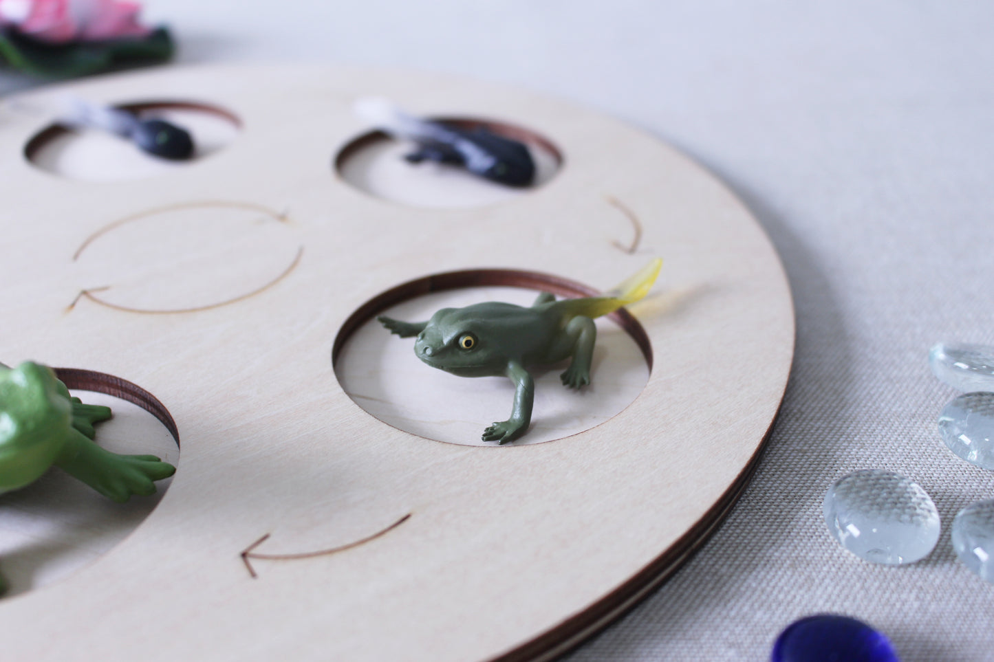 Life Cycle of a Frog - Set of Figurines
